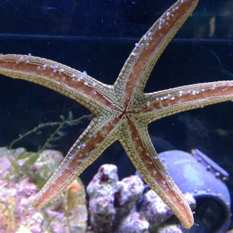 The Inside Of My Starfish So Cool Starfish Aquarium Adventure