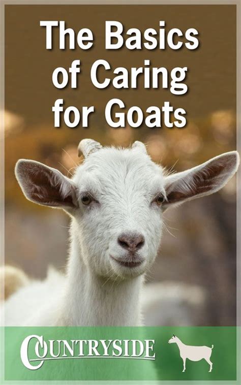 The Basics Of Caring For Goats Artofit