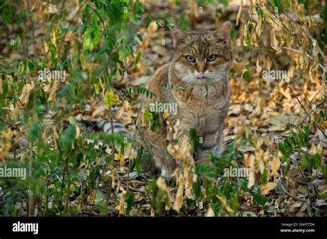 African Wildcat Felis Silvestris Lybica Emdoneni South Africa Stock