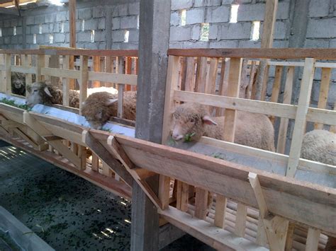 Kandang kambing modern untuk penggemukan adalah kandang dengan bentuk panggung. JANGAN SALAH Membuat Kandang Kambing Domba Nya.. Waspada ...