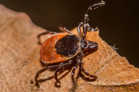 Antibody Discovery Points To Rapid Accurate Test For Lyme Disease