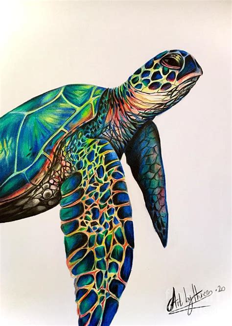 Sea Turtles Drawing