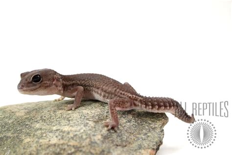 Patternless Oreo Fat Tail Gecko