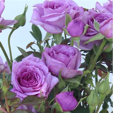 Cottage Farms Direct Miniature Roses Vis Violet Mini Rose 2pc