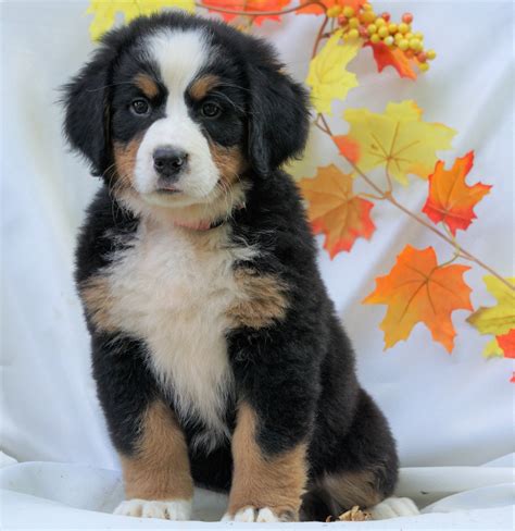 Akc Registered Bernese Mountain Dog For Sale Millersburg Oh Female