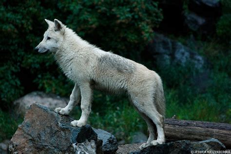 International Wolf Center Ely All You Need To Know Before You Go