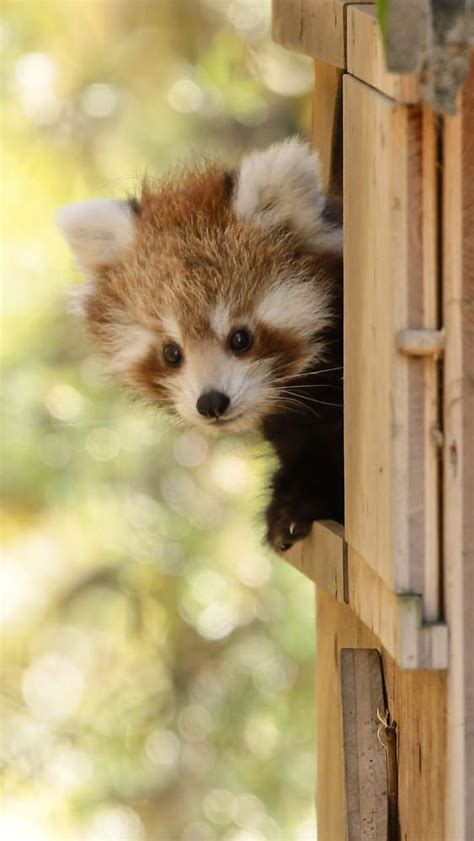 Red Panda By Robert Duben On 500px Super Cute Animals Like Animals