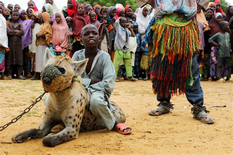 Nigerias Hyena Men Put Maligned Animals Centre Stage Reuters News Agency