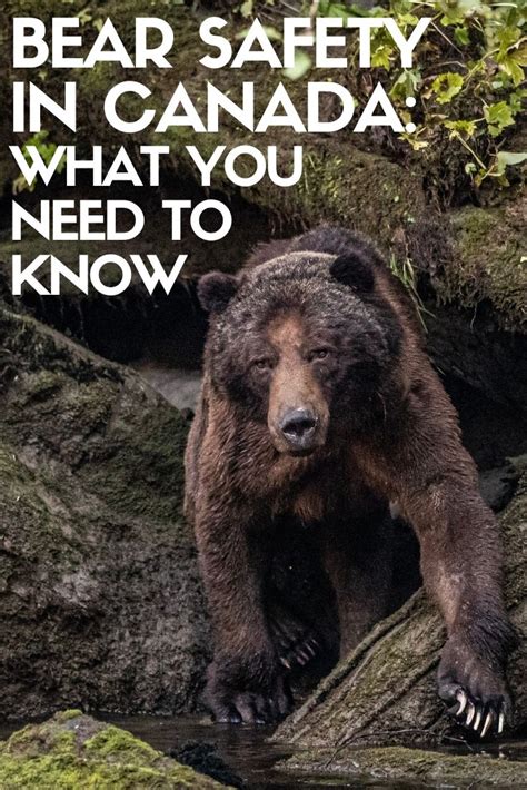 Bear Safety In Canada What You Need To Know Off Track Travel