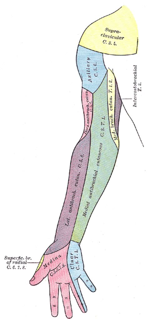Diagram Of Segmental Distribution Of The Cutaneous Nerves Of The Right