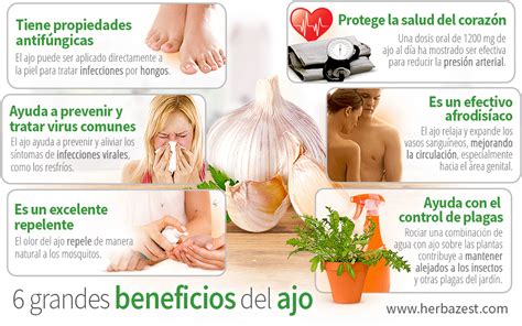 Grandes Beneficios Del Ajo Herbazest