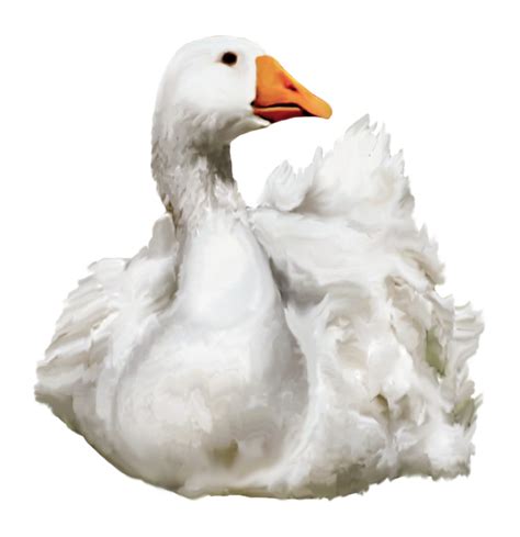 Png Ducks Swimming Transparent Ducks Swimmingpng Images Pluspng