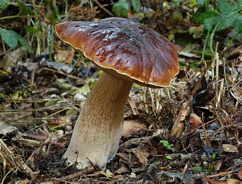 Boletus A Bolete Is A Type Of Fungal Fruiting Body Charact Flickr