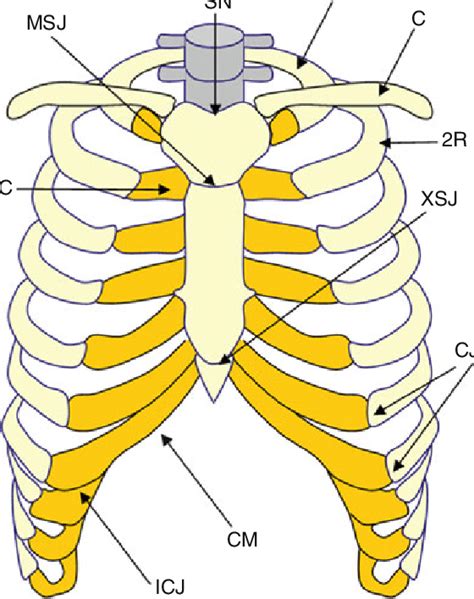Schematic Illustration Of The Anatomy Of The Thoracic Cage R Fi Rst Download Scientific