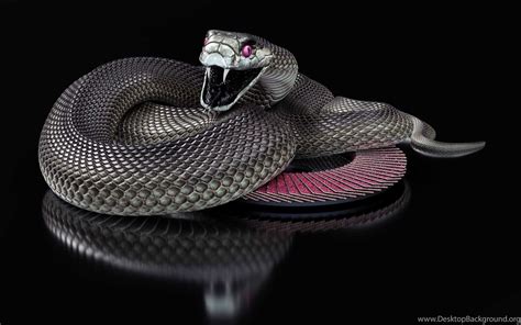Black Mamba Snake Wallpapers Hd Collection Of Black Snake Desktop