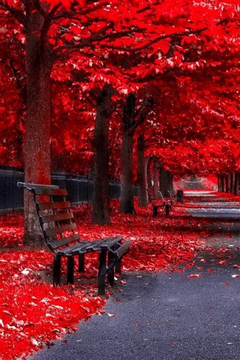 Red Trees Fallautumn Pinterest Autumn Scenery And Park
