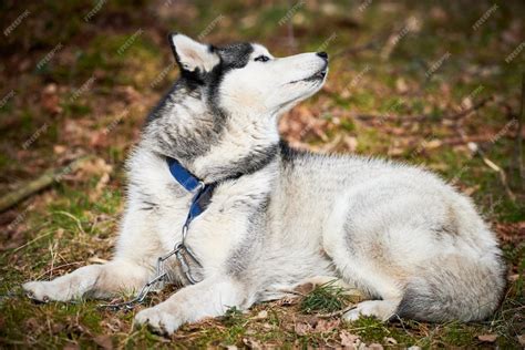 cão husky siberiano deitado na grama da floresta em tamanho real descansando o retrato do cão