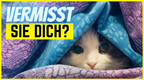 Das suchplakat können sie ausdrucken und in ihrer umgebung aufhängen, damit ihr tier schnellstmöglich zu ihnen zurückkehren kann. Vermisst dich deine Katze? - YouTube