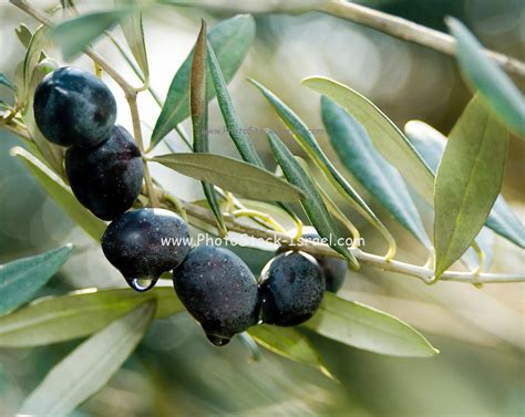 Black Olives On An Olive Tree Photostock Israel Licensed Stock