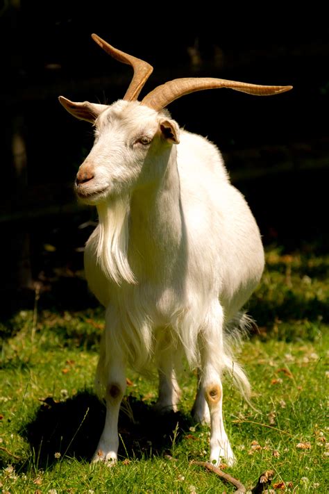 Billy Goat Definition What Is