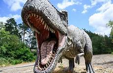 rex dinosaur eating meat dinosaurs tyrannosaurus largest scary getty foxnews