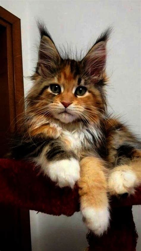 The following maine coon characteristics help to explain why the world has gone crazy for. Cats And Kittens Free To Good Home Cats And Kittens ...