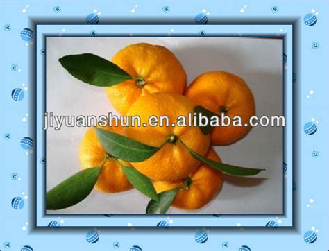 Fresh Mandarin Orangechina Giant Source Price Supplier 21food