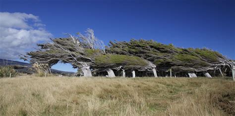 Windswept Macrocarpa Trees Of Orepuki Southland New Zealand New