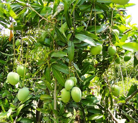 Mango Trees Role In Organic Watershed Project In India