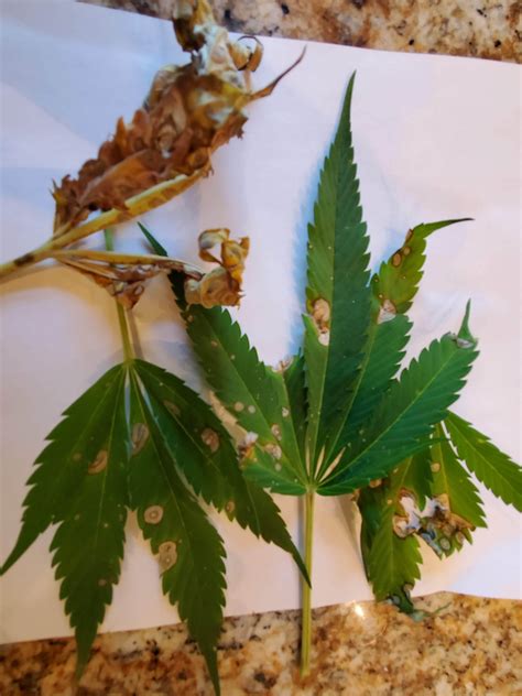 Septoria cannabis - FUNGUS HELP - Plant Problems - Growers Network Forum