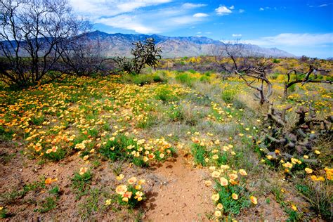 Exploring Pinaleño Mountains A Comprehensive Guide To Arizonas Sky