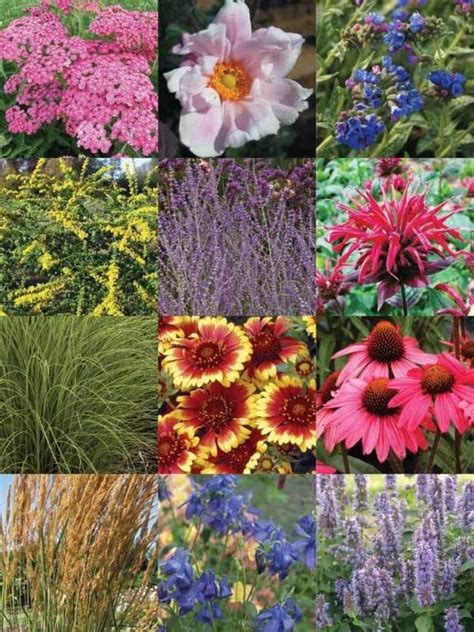 Great long season for cut flowers spring, summer and fall. Deer Resistant Garden -- Bluestone Perennials in 2020 ...