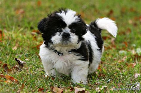 Meet Humphrey Dogs Cute Little Dogs Shih Tzu Toy Puppies