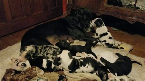 Our litters include harlequins, black, blue merle, blue, fawn, mantle our puppies have gone to 17 states, including north carolina, south carolina, florida, georgia, tennessee, and virginia. Great Dane Puppies Sale in North Branch, MI - YouTube