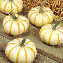 But, their presence in fall decorating is absolutely huge! Special Pumpkins at Nipomo Pumpkin Patch
