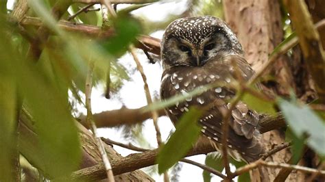 Boreal Owl Audubon Field Guide