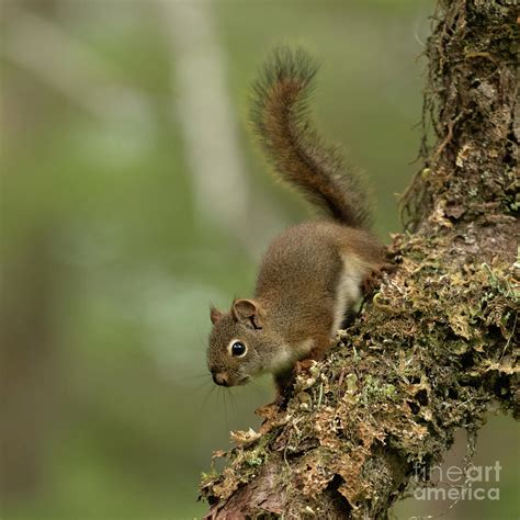 Curious Red Squirrel In The Alaska Wilderness 2 Photograph By Nancy