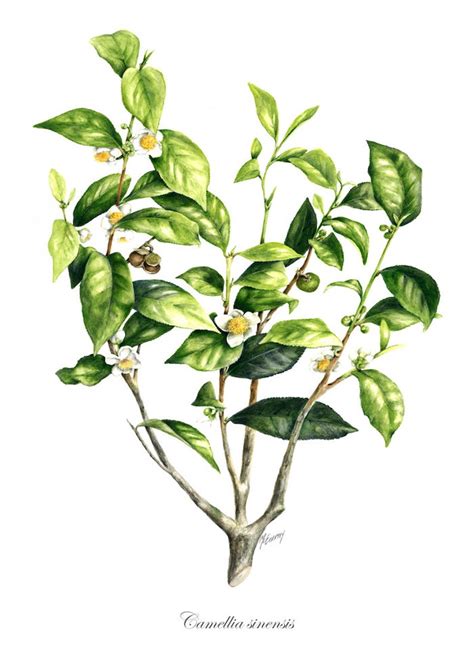 Botanical Print Of Camellia Sinensis The Tea Plant From Original By