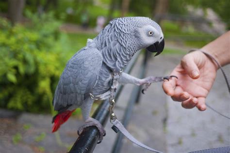 A Brief Information On African Grey Parrot Pets Nurturing