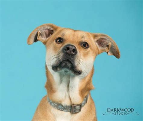 The humane society of missouri's st. st-louis-rescue-dog-baily-boo - Gateway Pet Guardians