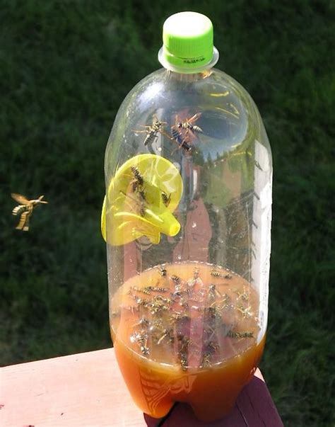 А carpenter bee trap with a plastic bottle is not a good choice. Fatal Funnel Wasp Traps | Wasp traps, Hornet trap, Garden ...