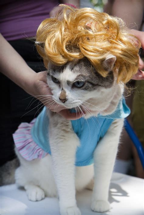 Everything you need to know. drag cat | A cat in drag at the Gay Pride Parade in NYC ...