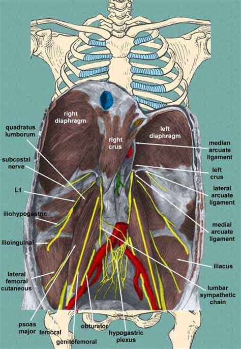 Ilioinguinal Nerve Sensory Distribution