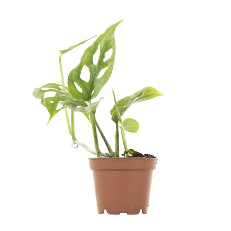 Give everyone you care about some plant! Buy Mini Monstera Adansonii (Monkey Mask) - Plantler