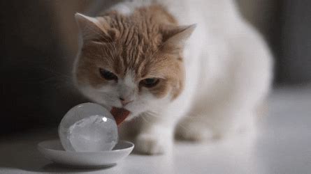 Repeat the previus step with cat2 cat3 cat4 cat5 cat6 cat7 cat8 cat9 cat10 cat11. Cat licking an ice ball : gifs