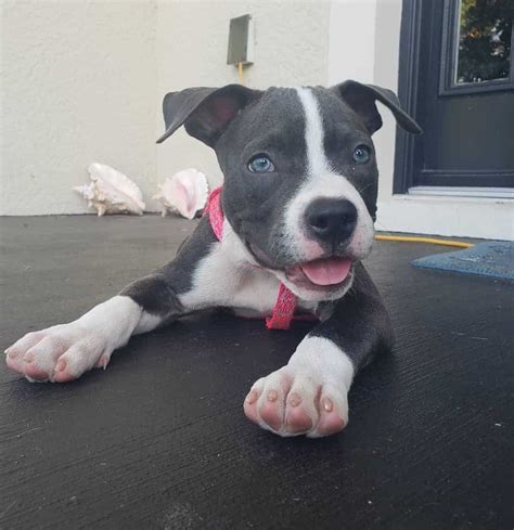 But this is the average time, so sometimes puppies may open their eyes a day or two earlier or later than that. The Black and White Pitbull: Everything You Need to Know