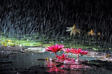 Дождь Фото Красивые Природа Telegraph