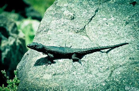 Lagos, however, is not the capital city. African Black Lizard (Cordylus niger) Cape Point, South Africa by Willy Sanjuan on YouPic