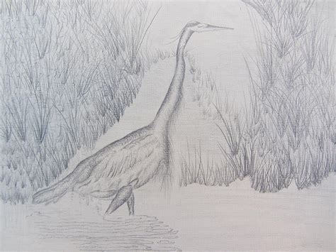 Great Blue Heron Pencil Drawing Drawing By Debbie Nester Pixels