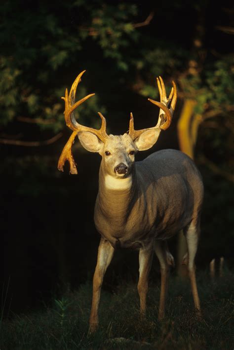 Deer Hunting A Quest For A Drop Tine Buck Realtree Store